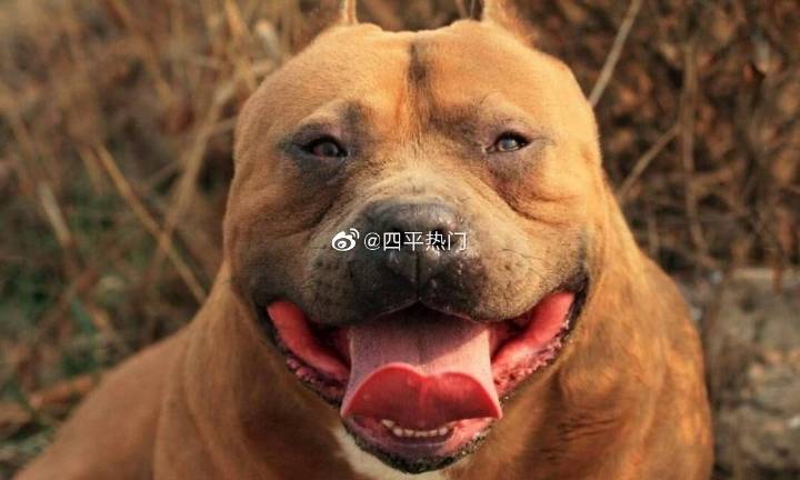 ‘火狐电竞官网’两部门解读新《专利代理条例》:提升代理质量,优化营商环境(图2) 火狐电竞官网